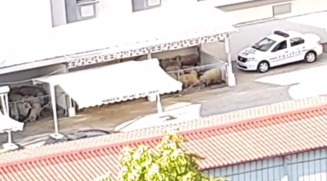 Zeci de oi au apărut în curtea unei moschei din Capitală. Vecinii reclamă mirosul insuportabil