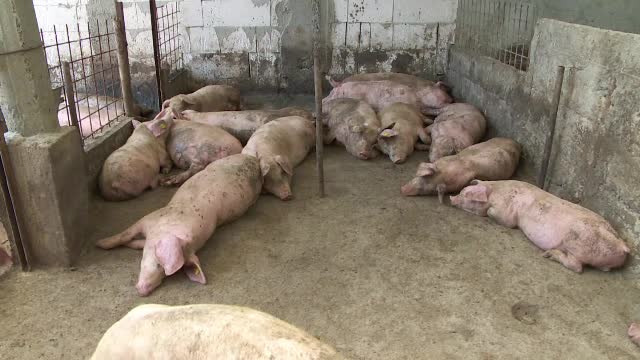Țara în care au fost sacrificați 200.000 de porci. Pesta porcină s-a răspândit din cauză că au fost duși dintr-o zonă în alta