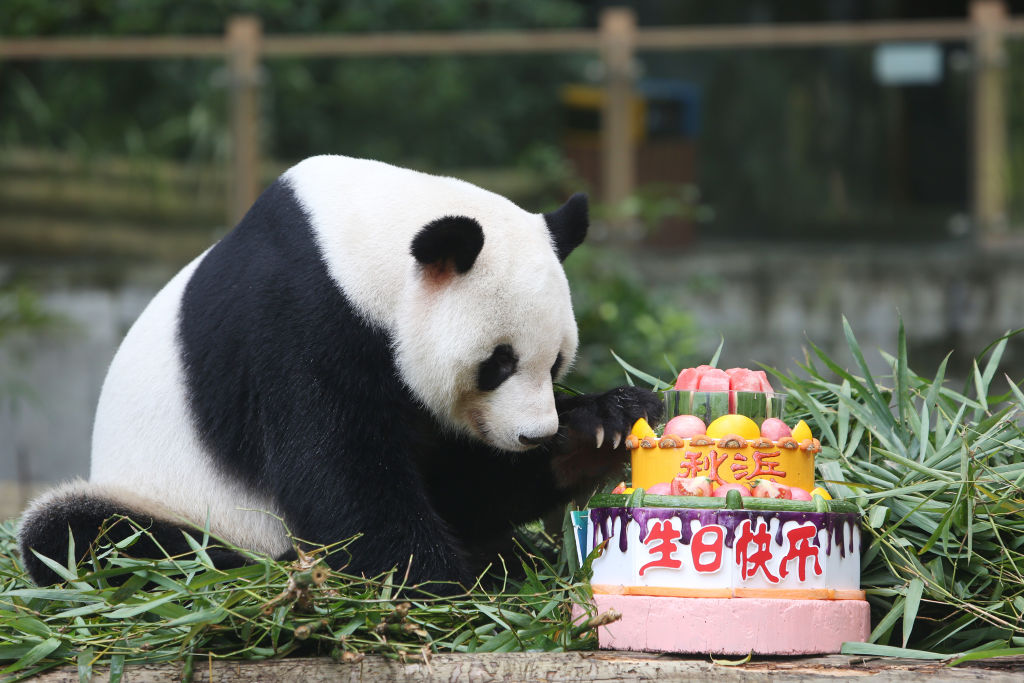Ursul panda gigant Qiu Bang își sărbătorește ziua de naștere în Parcul Safari din Shenzhen