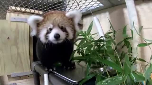 Un pui de panda roşu a fost prezentat cu mândrie de o grădină zoologică
