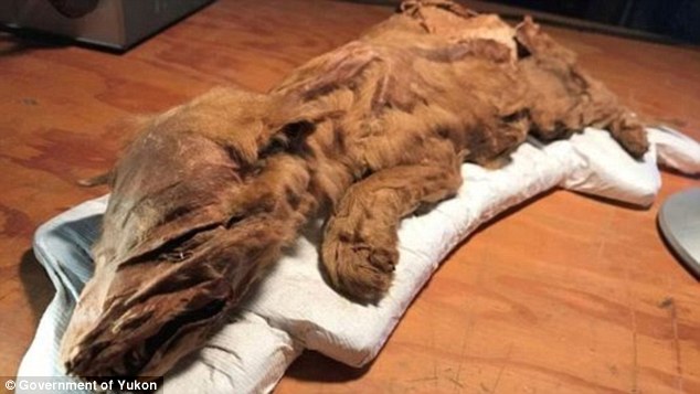 Pui de lup mumificat de 50.000 de ani, descoperit în Canada
