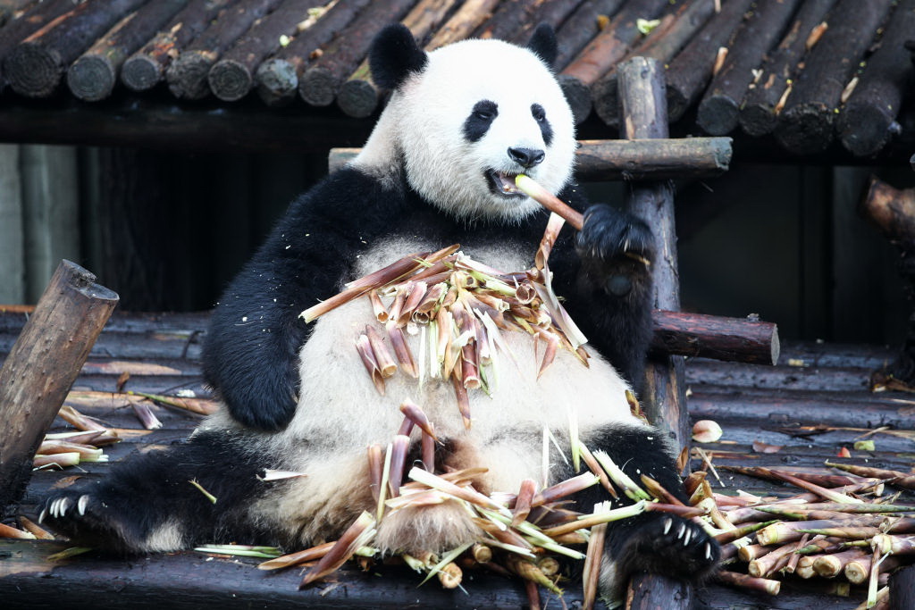 Ursul panda Bei Bei, împrumutat americanilor de China, se va întoarce acasă