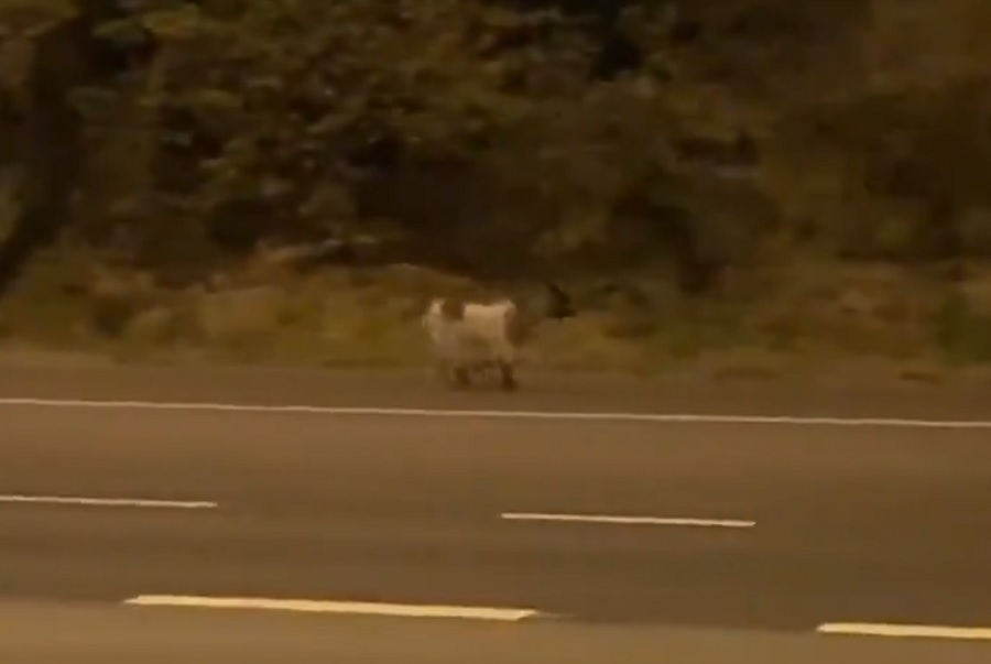 Autostradă din Anglia închisă din cauza unei capre. Ce a făcut animalul