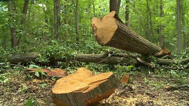 Goțiu: Televiziunea publică din Germania face un reportaj despre ”Mafia Pădurilor din România”