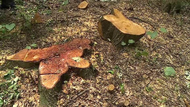 Dezastru ecologic în pădurea Scroviștea. Cum sunt tăiați copacii din aria protejată - Imaginea 2