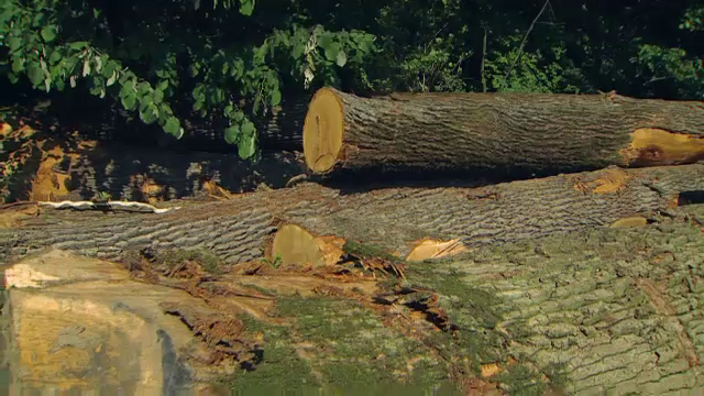 Dezastru ecologic în pădurea Scroviștea. Cum sunt tăiați copacii din aria protejată - Imaginea 3