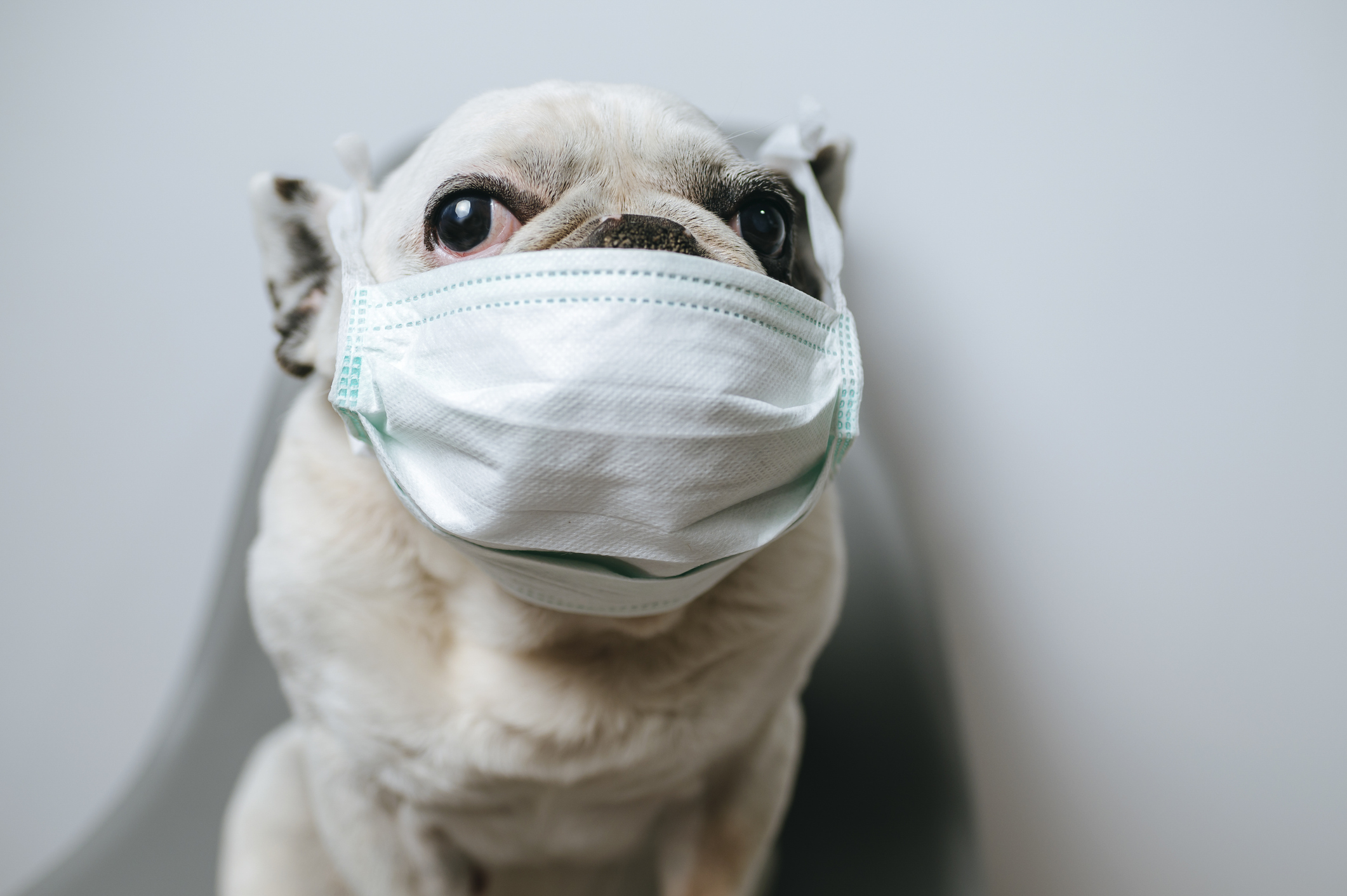 Cercetători canadieni: Bolnavii de COVID-19 își pot infecta animalele de companie