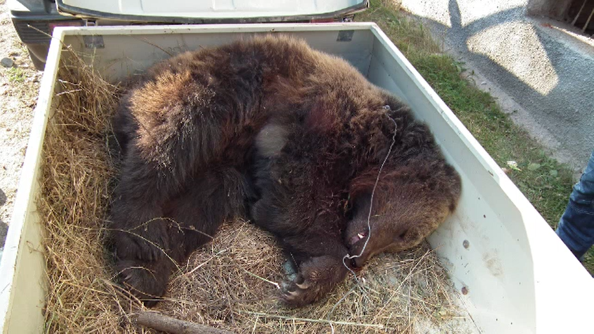 Trei bărbaţi au prins un urs și l-au ucis lent cu ajutorul unei sulițe. Au fost prinși când hăcuiau prada