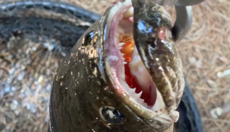 Un bărbat care pescuia a prins un pește cu gura plină de colți. Cum a ajuns acolo. VIDEO