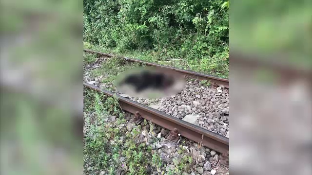 O ursoaică și puiul ei, loviți mortal de un tren, în județul Dâmbovița. Impactul nu a putut fi evitat