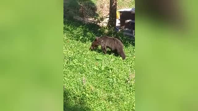Un pui de urs a ajuns în gospodăria unui jandarm din Dâmbovița