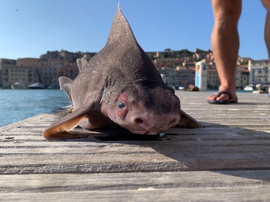 Un pește care arată ca o încrucișare între un porc și un rechin a fost găsit de un grup de marinari italieni