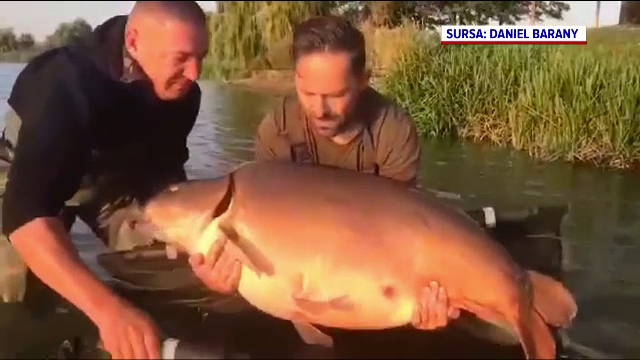 Cel mai mare crap oglindă din România, prins de un pescar la Oradea. Exemplarul cântărește 37,78 de kilograme