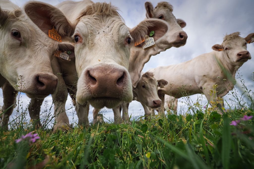 Vacile, învăţate să meargă la toaletă pentru a reduce emisiile de gaze cu efect de seră