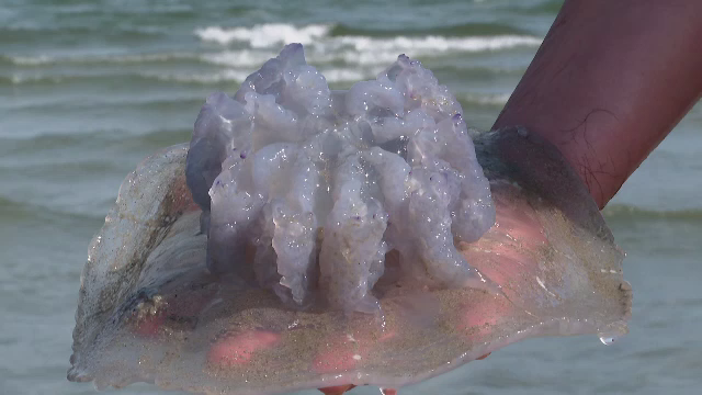 Invazie de meduze mov pe plajele românești. De ce trebuie să le ocolească turiștii