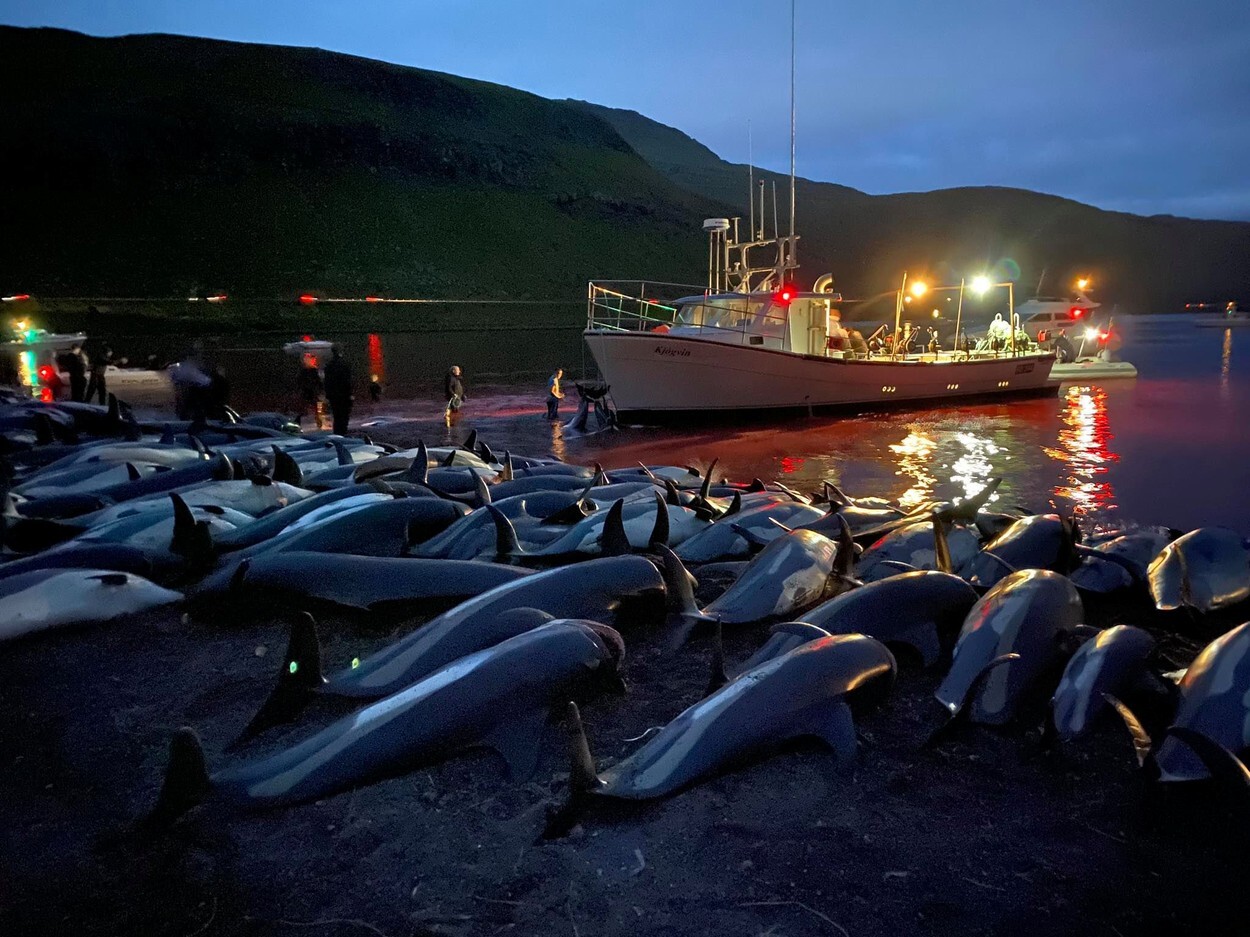 Val de furie după uciderea a peste 1.400 de delfini, în Feroe. Apele erau înroșite de sânge, iar plajele pline de cadavre - Imaginea 1