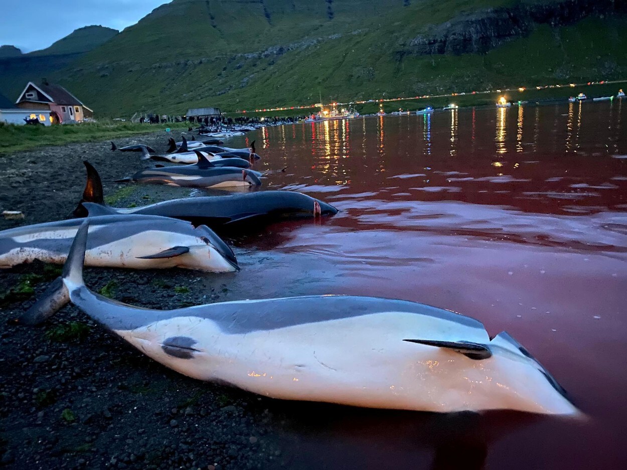 Val de furie după uciderea a peste 1.400 de delfini, în Feroe. Apele erau înroșite de sânge, iar plajele pline de cadavre - Imaginea 4