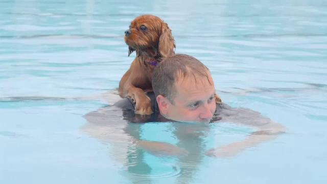 Petrecere inedită pentru câini într-o piscină istorică din Marea Britanie: ”Mă simt ca un părinte mândru. Cred că i-a plăcut”