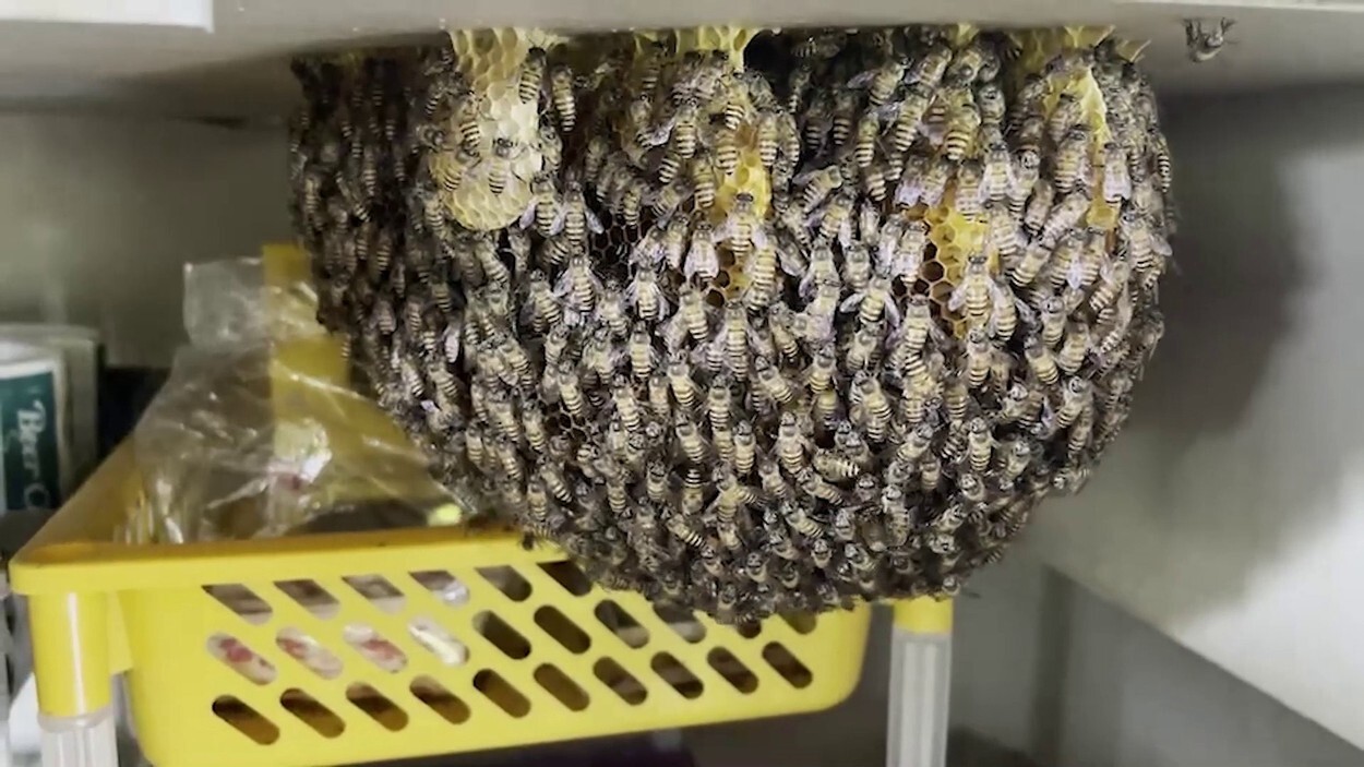 Stup de albine uriaș, descoperit în bucătăria unui restaurant. Motivul pentru care nu vor fi înlăturate. GALERIE FOTO - Imaginea 3