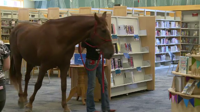Angajații unei librării au adoptat un cal pe nume Hank. Animalul face boacăne, dar copiii îl adoră