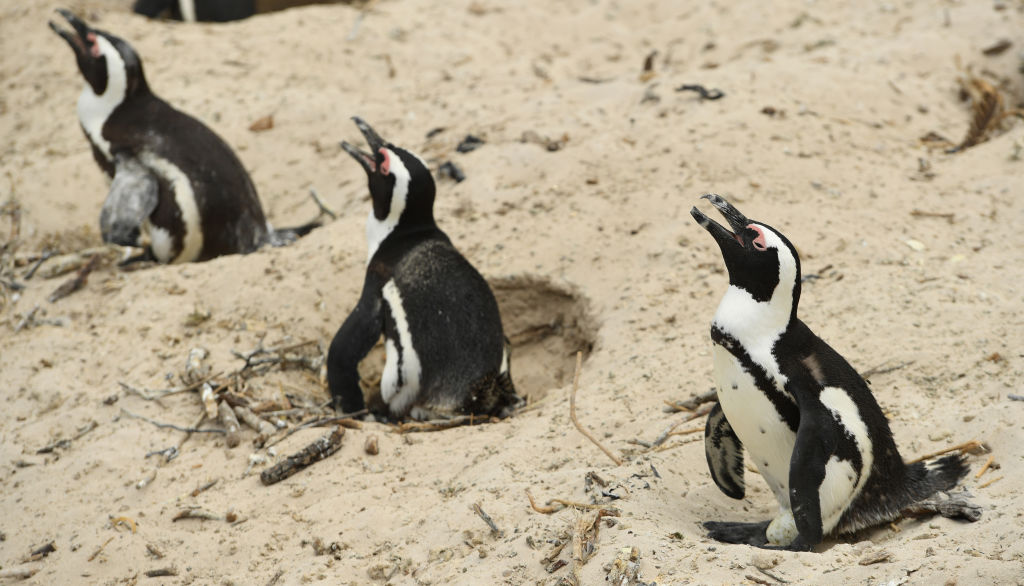 Zeci de pinguini, găsiți morți pe o plajă. Ce s-a întâmplat