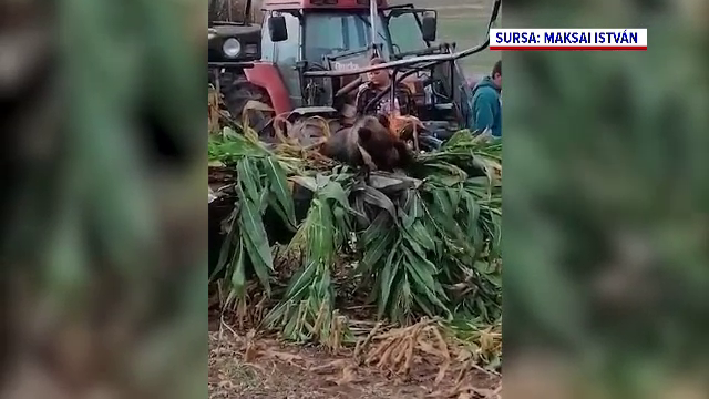Un urs a sfârșit în chinuri groaznice, pe un câmp, rănit de o combină care strângea recolta