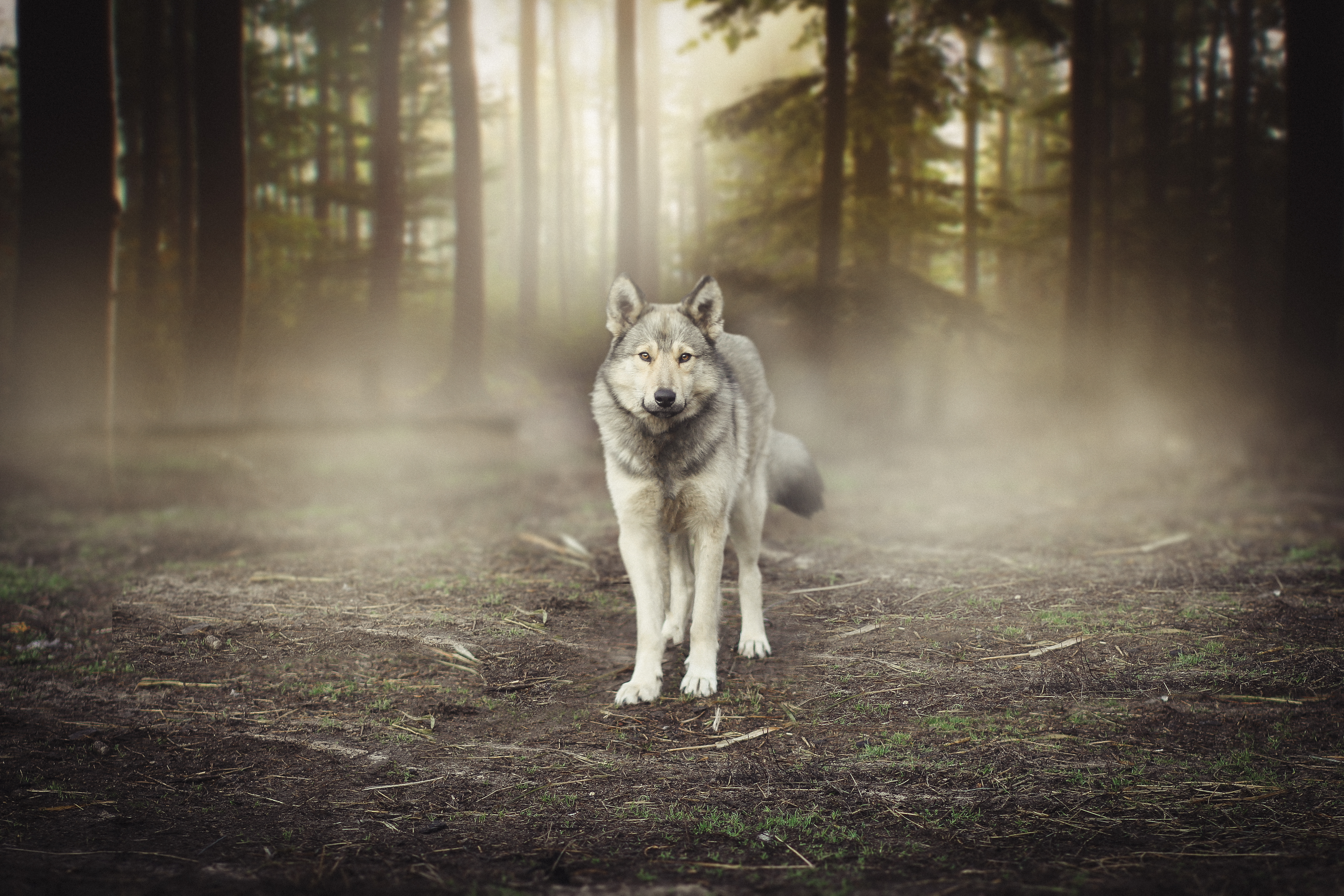 Spania a interzis vânătoarea de lupi. Oamenii nu acceptă decizia: Acolo, jos. Au mâncat tot