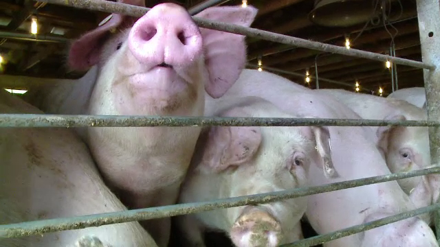 Carnea de porc se scumpește din cauza tarifelor mărite din energie și a pestei porcine: ”Zi de zi apar noi focare”