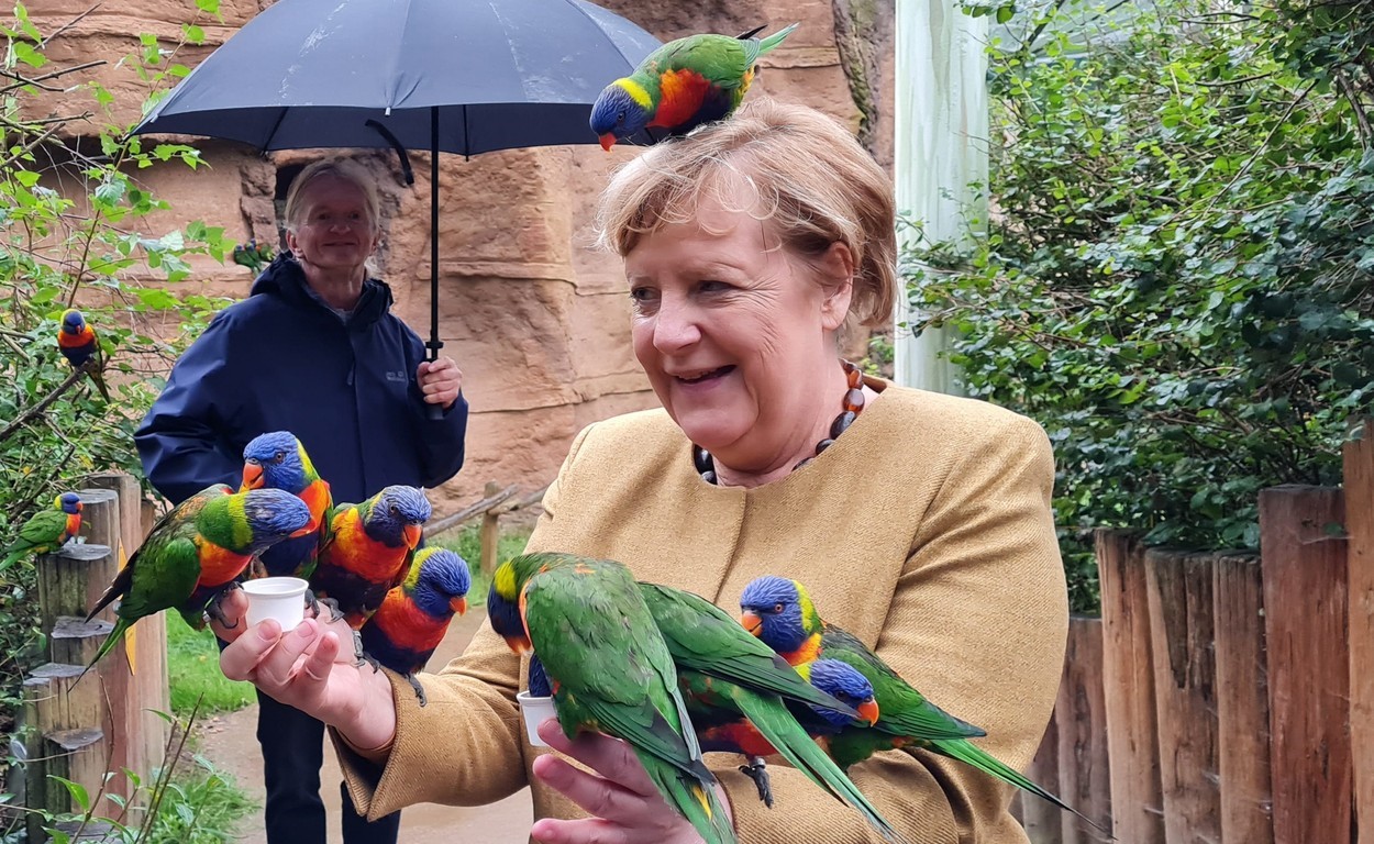 Angela Merkel, ”atacată” de papagali în ultimele sale zile de mandat. ”Niciun animal sau cancelar nu a fost rănit”