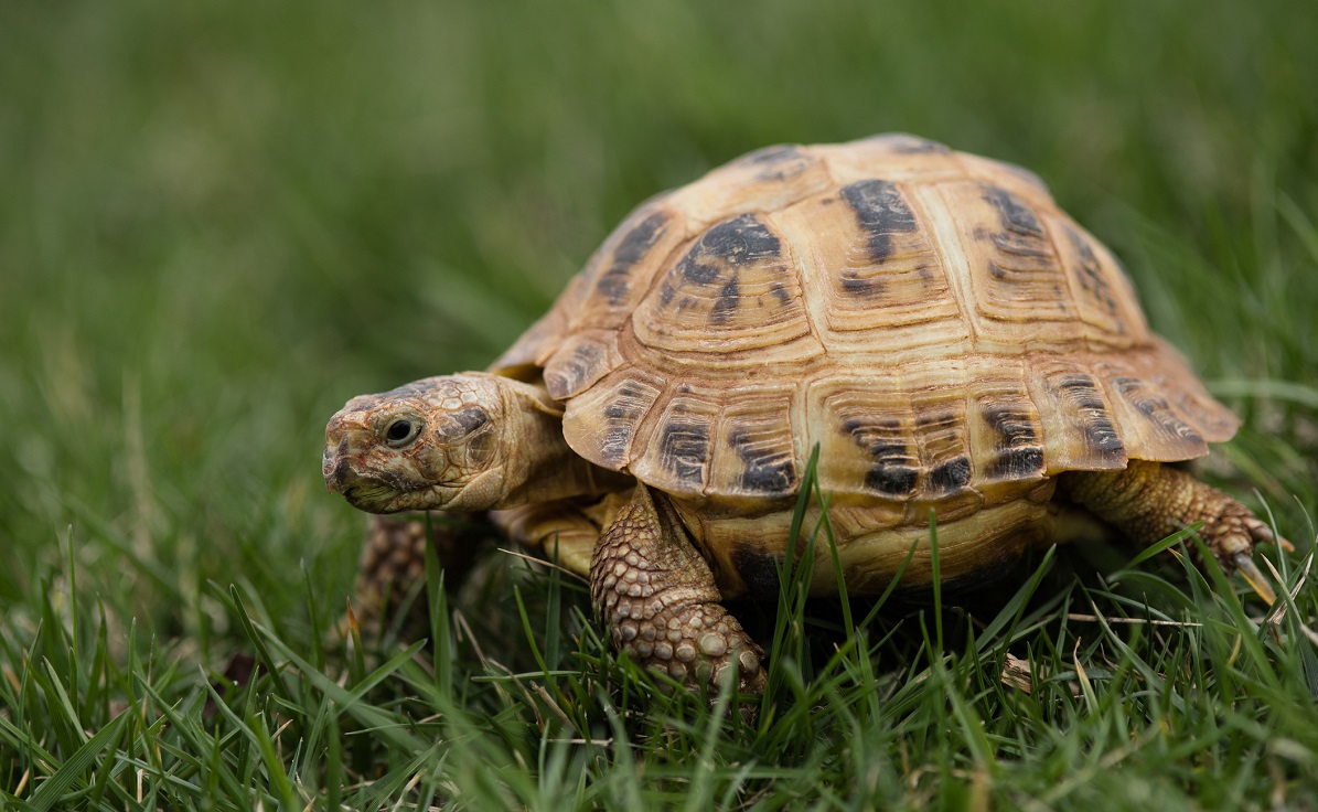 Franța: Sancțiuni de peste jumătate de milion de euro pentru distrugerea habitatului unei țestoase pe cale de dispariție