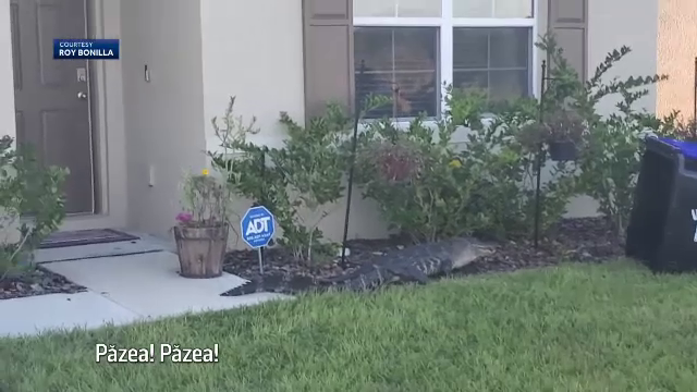 Captură inedită a unui fost militar din Florida. Bărbatul s-a luptat cu un aligator de aproape 2 m