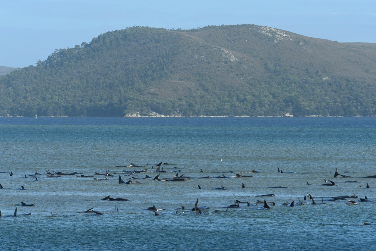 Fenomen îngrijorător în Australia. 200 de balene au murit după ce au eșuat pe o plajă din Tasmania | FOTO - Imaginea 2