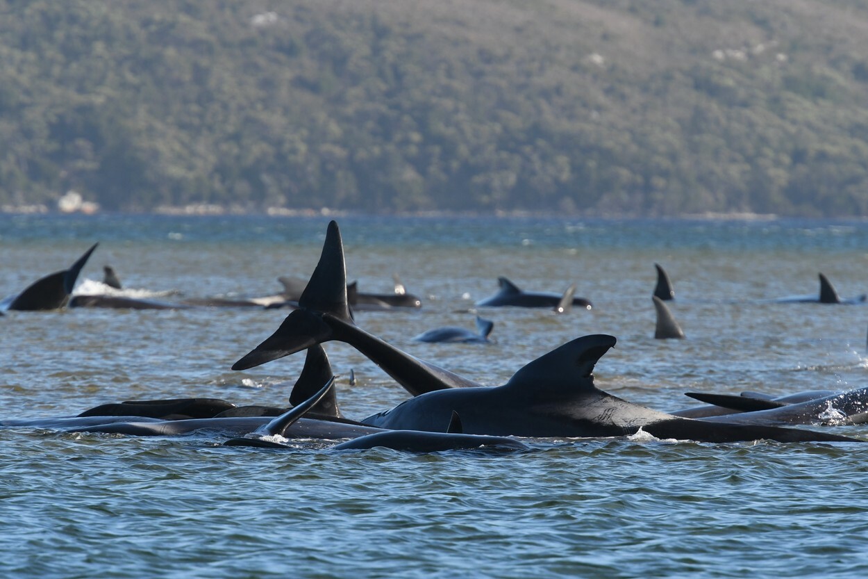 Fenomen îngrijorător în Australia. 200 de balene au murit după ce au eșuat pe o plajă din Tasmania | FOTO - Imaginea 3
