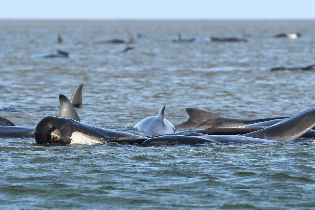 Fenomen îngrijorător în Australia. 200 de balene au murit după ce au eșuat pe o plajă din Tasmania | FOTO - Imaginea 5
