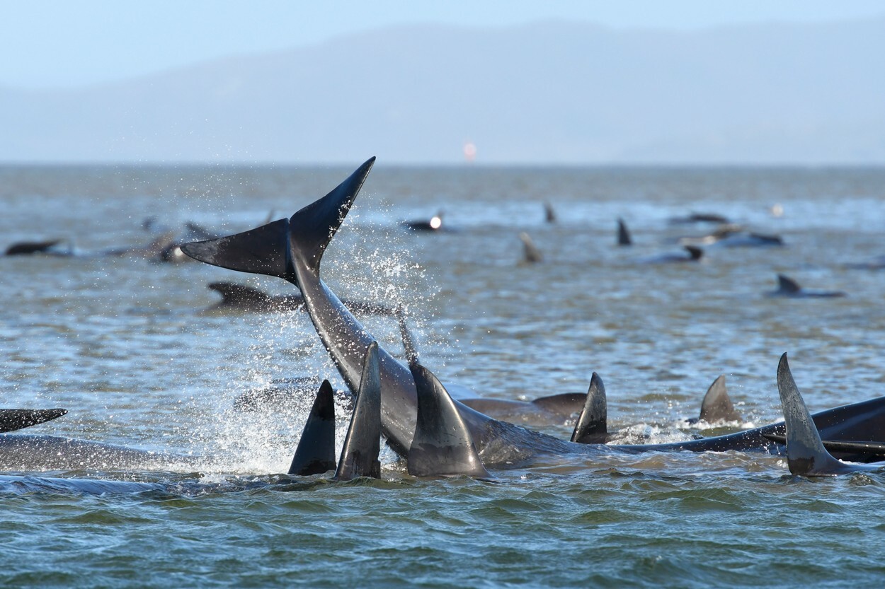 Fenomen îngrijorător în Australia. 200 de balene au murit după ce au eșuat pe o plajă din Tasmania | FOTO - Imaginea 6