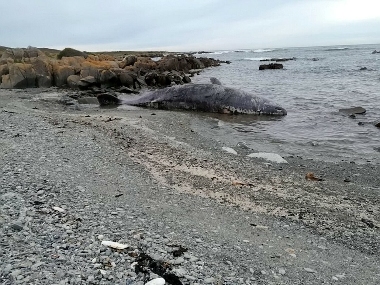 Fenomen îngrijorător în Australia. 200 de balene au murit după ce au eșuat pe o plajă din Tasmania | FOTO - Imaginea 7
