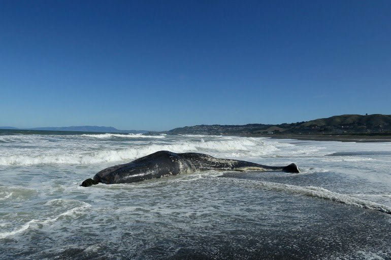 Fenomen îngrijorător în Australia. 200 de balene au murit după ce au eșuat pe o plajă din Tasmania | FOTO - Imaginea 8