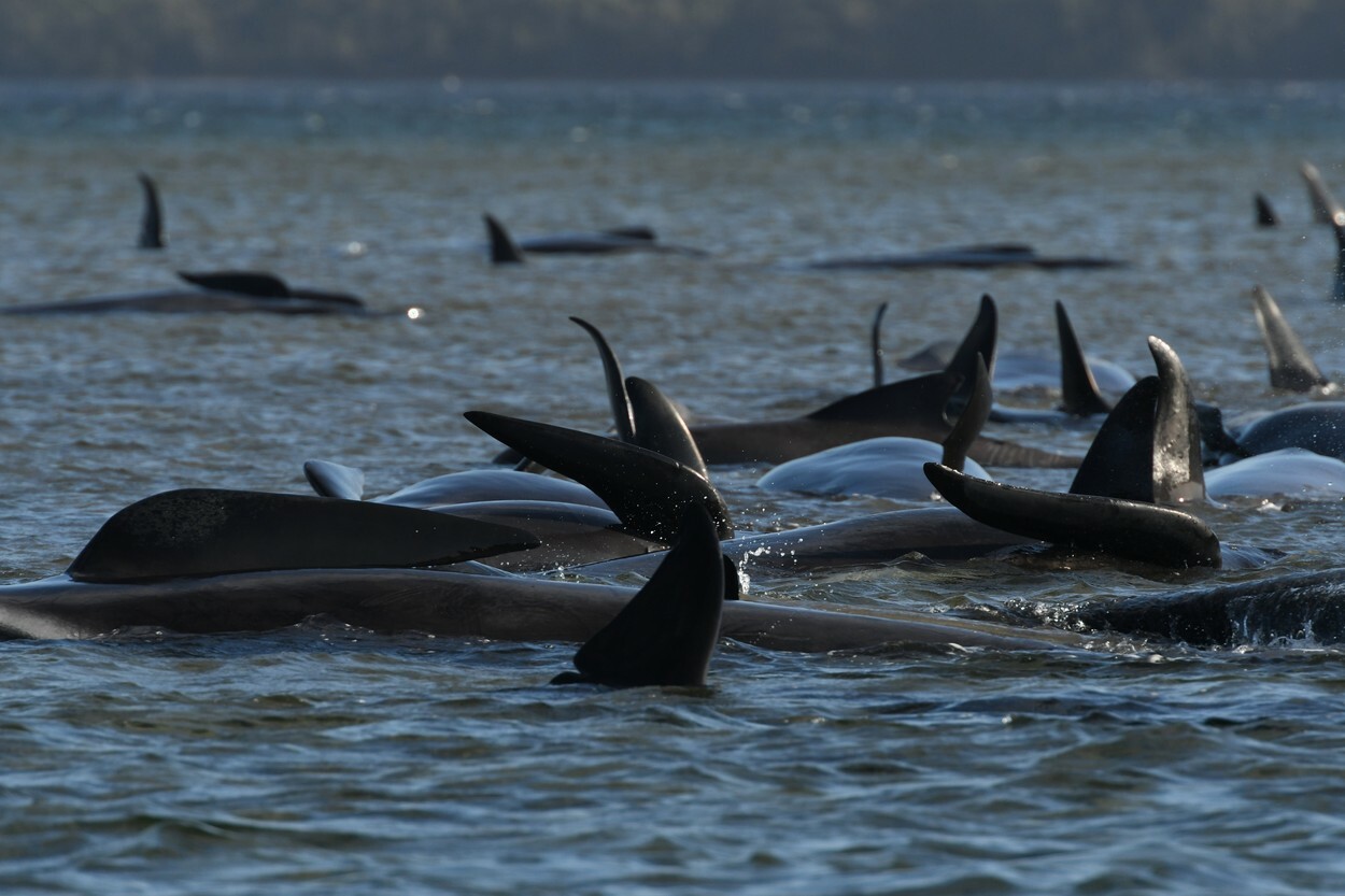 Fenomen îngrijorător în Australia. 200 de balene au murit după ce au eșuat pe o plajă din Tasmania | FOTO - Imaginea 9