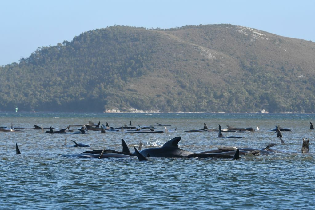Fenomen îngrijorător în Australia. 200 de balene au murit după ce au eșuat pe o plajă din Tasmania | FOTO - Imaginea 13