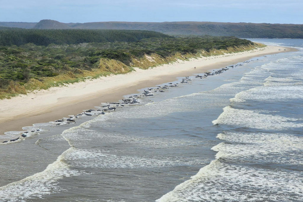 Fenomen îngrijorător în Australia. 200 de balene au murit după ce au eșuat pe o plajă din Tasmania | FOTO - Imaginea 14