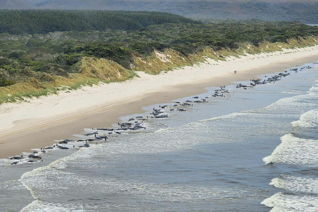 Fenomen îngrijorător în Australia. 200 de balene au murit după ce au eșuat pe o plajă din Tasmania | FOTO - Imaginea 16